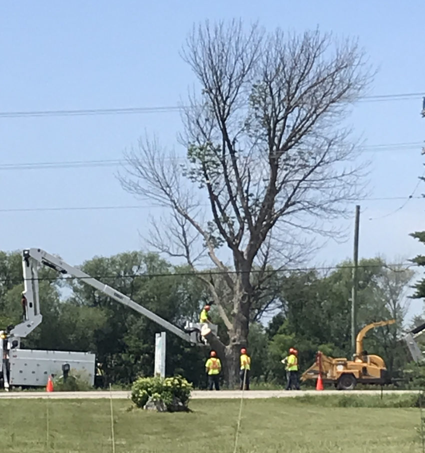 large tree, boom truck, workers, wood chipper on a blue sky day